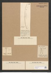 Okedenia inflexa (Breib). Eulenst. (de-Toni-Nr.: Genus 11, Species 994) Zeichnungen Sammlung Grunow Nr. 1871 (NHMW-BOT-W0368824)